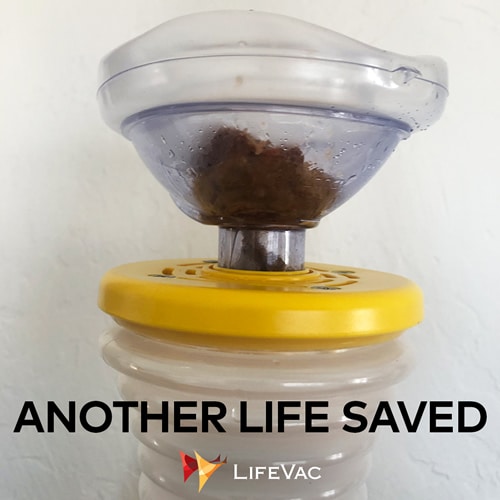 Lifevac review and opinions